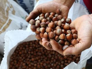 Türkiye'nin fındık ihracatı başarısı: 10 ayda 2,3 milyar dolarlık gelir