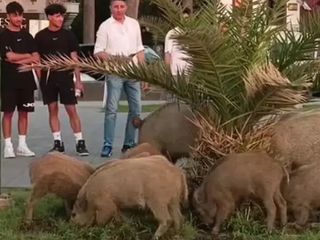 Kuşadası'nda aç kalan domuzlar şehir merkezine indi