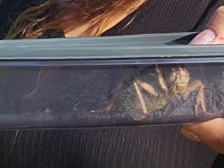 Kırşehir'de 'yamyam tombul çekirge' görüldü