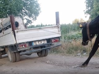 Bursa'da ineği kamyonetin arkasına bağlayıp sürükledi