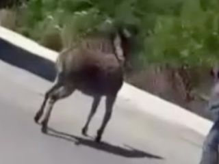 İstanbul'da başıboş eşek vatandaşları kovaladı