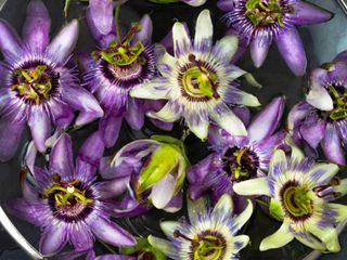 Passiflora ne işe yarar? Passiflora hangi hastalıklara iyi gelir?