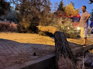 Aydın'da seyir halihdeki kamyonetin üzerine çam ağacı devrildi
