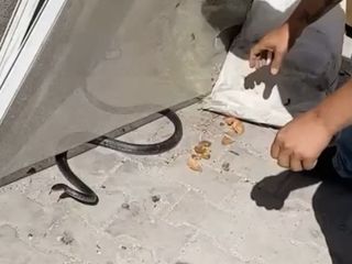 Hatay'da eve giren yılanı yakalamak isterken parmağını kaptırdı