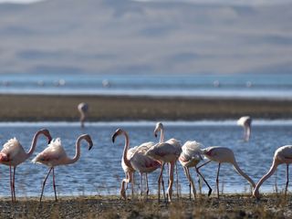 Van Erçek Gölü'nde kuraklık nedeniyle flamingo sayısı azaldı
