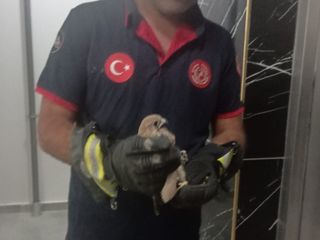 Batman'da korkuluğa sıkışan atmaca itfaiye ekiplerince kurtarıldı