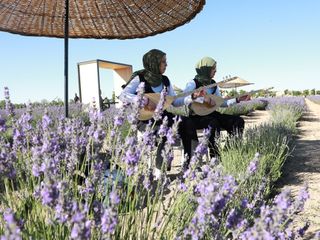 Konya'da Karatay Lavanta Festivali