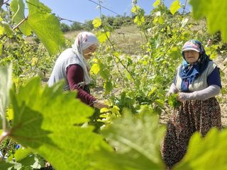 Zirai dona rağmen Erbaa narince yaprağından 2 milyar lira gelir bekleniyor