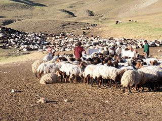 Ağrı'da göçerlerin yayla mesaisi