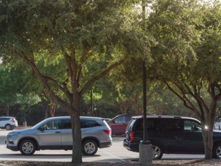 Arabayı bu ağaçların altına park etmeyin! İkinci elde değer bile düşürüyor…