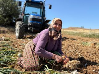 Kastamonu Taşköprü sarımsağında hasat dönemi