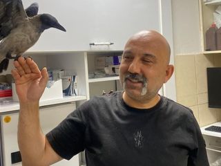 Yaralı buldu iyileştirdi: Tedavi ettiği karga yanından ayrılmıyor