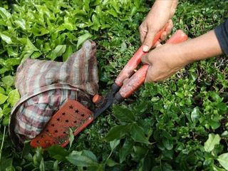 Çay ihracatının yüzde 58'i Rize'den gerçekleştirildi