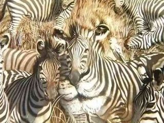 Kişilik testi: Aslan mı, zebra mı? İlk gördüğünüz şey bilinçaltınızı yansıtıyor...