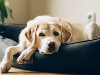 Hangi köpek ne kadar yaşıyor? İşte köpek ırklarının yaşam süreleri