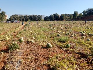 Antalya'da tarlada kalan 120 ton karpuzunu hayrına dağıttı