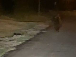 Sakarya'da kırsal mahalleye inen ayı cep telefonuyla görüntülendi