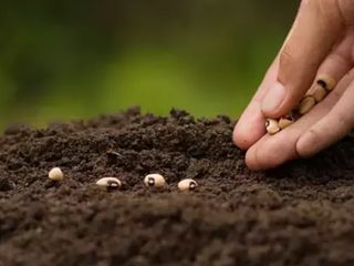 Asırlık miras: Bu ağaç bir kez ekince 400 yıl meyve veriyor