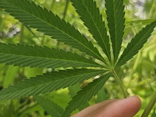 Tıbbi kenevirin eczanelerde satışı yakında mümkün olacak