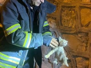 Hatay'da duvar arasında sıkışan yavru kedi kurtarıldı