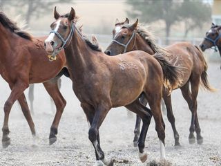 TİGEM'den 59 safkan Arap koşu tayı satışı