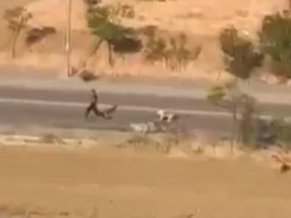 Ankara'da bir genç, başıboş köpeklerin saldırısından son anda kurtuldu
