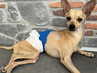 Ankara'da ayrılan çift tedavi gören köpeklerini terk etti