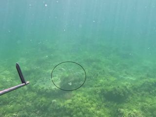 Marmara Denizi’nde bir ilk: Caretta caretta  görüntülendi