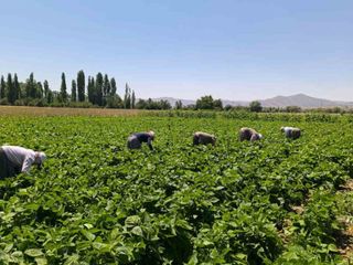 Hasadı başladı, tam yemeklik! Kilosu 15-20 TL...