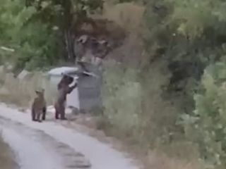 Tokat'ta köye inen ayıları ''gülümse çekiyorum" diyerek kayıt altına aldı
