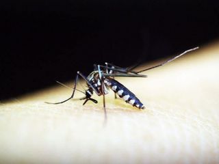 Çin'de 4 binden fazla kişiye sivrisinek kaynaklı chikungunya virüsü bulaştı