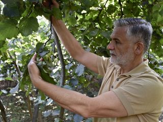 Karadeniz’de fındık hasadı öncesi bahçelerde son hazırlıklar başladı