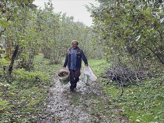 Ordu’da fındık hasat tarihleri açıklandı