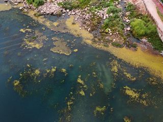 Adana'nın Seyhan Nehri yosun akınına uğradı: Nehrin kenarı çöplerle doldu