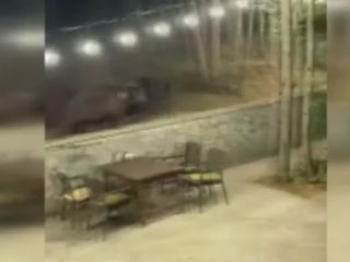 Ankara'da aç kalan ayı restorana indi