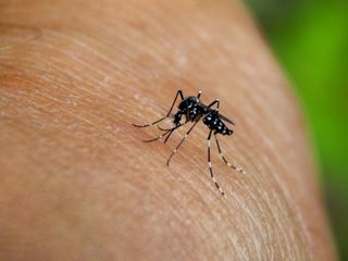Chikungunya virüsü nedir, nasıl bulaşır? Chikungunya virüsü Türkiye’ye gelir mi?