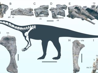 Çin'in Yunnan kentinde yeni bir dinozor türüne rastlandı