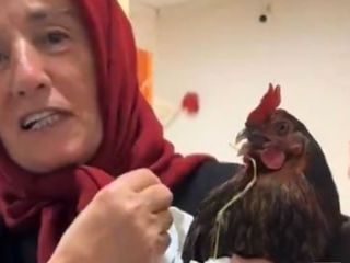 Giresun'da hastanede ilginç anlar: Boğazına iğne kaçan tavuğuna röntgen çekilmesini istedi