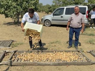 Aydın'da sezonun ilk kuru incirinin kilosu 400 liradan alıcı buldu