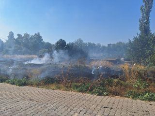 İzmir'de sazlık alanda yangın
