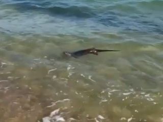 Edirne'de su samurunun deniz keyfi