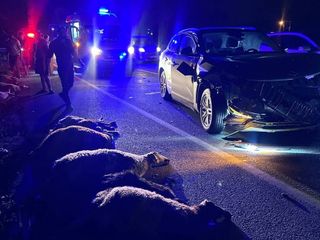 Erzincan'da cipin çarptığı 23 küçükbaş hayvan telef oldu