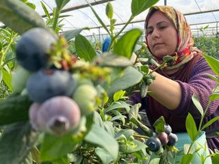 Karadeniz’de mor altın hasadı başladı! Üreten köşeyi dönüyor, kilosu 500 TL’den satılıyor