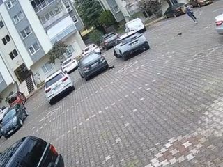 Bursa'da dakikalarca yavru kedilerden kaçtı: Kurtulmak için çantayı bıraktı