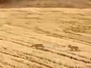 Muş'ta çoban ve köpeklerin, kurtları kaçırdığı anlar