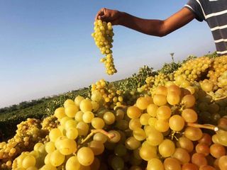 İsrail Gazze'de meyve bahçelerini hedef aldı