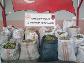 Şanlıurfa'da 13 fıstık hırsızı yakalandı