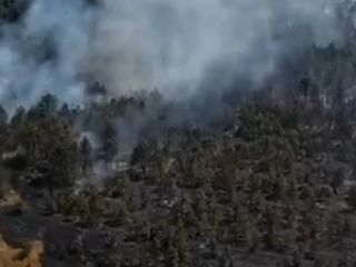 Sinop'ta orman yangını paniği