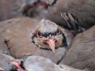 Kenelere karşı mücadele sürüyor: 1 milyona yakın keklik doğaya salındı