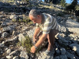 Antalya'da şifalı taş kekiği için bin 800 rakımlı yaylaya çıkıyorlar